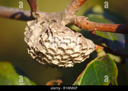 An uninhabited wasp nest on the branch of a persimmon tree in a cultivated field Stock Photo