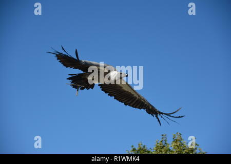 Gyps fulvus, buitre leonado flying Stock Photo