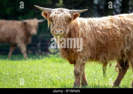 A young highland cow in a field on a farm in New Zealand Stock Photo