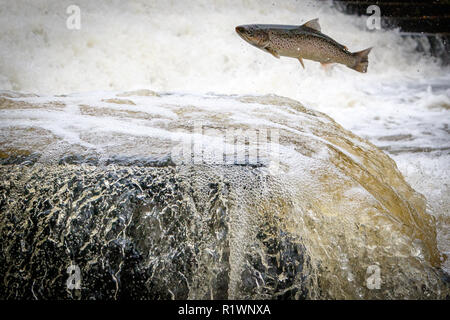 Leaping Sea Trout on its migration to the spawning beds upstream Stock Photo