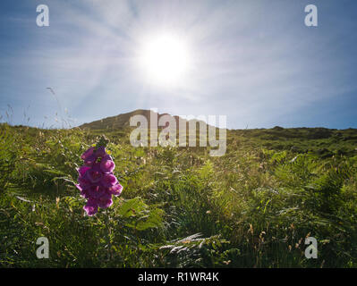 Purple flower in the middle of the meadow and in the background the sun over a mountain Stock Photo