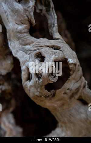 Interesting sweet chestnut tree bark in forest Stock Photo