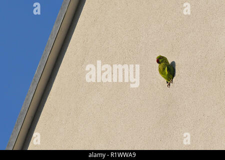 Rose-ringed Parakeet (Psittacula krameri) looking out of nest hole in house front, Heidelberg, Baden-Wuerttemberg, Germany Stock Photo