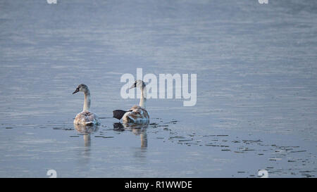 Mute Swan (Cygnus olor) swimming between ice floes in frozen lake, Baden-Wuerttemberg, Germany Stock Photo