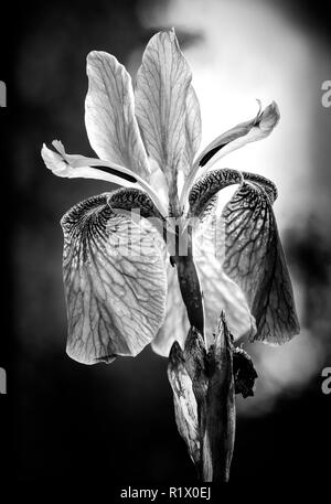 Black and white photo of an Iris sibirica, commonly known as Siberian iris or Siberian flag, growing in the meadow close to the Dnieper river in Kiev, Stock Photo