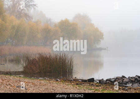 Reeds and trees close to the Dnieper river in Kiev, Ukraine. A soft autumn morning, mist over the cold and calm water. The landscape disappears in the Stock Photo