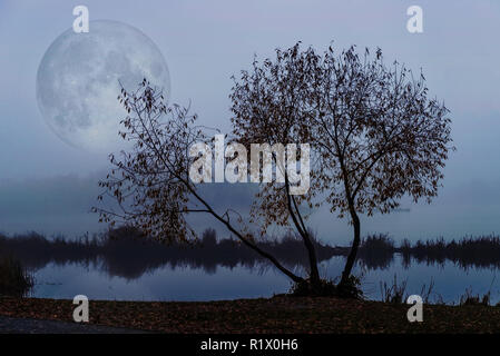 A willow close to the Dnieper river in Kiev, Ukraine, stands out against a background of white sky. A soft autumn morning, mist over the cold and calm Stock Photo