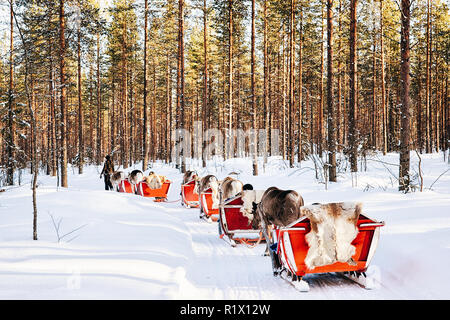 Reindeer sledding in Finland in Lapland in winter. Stock Photo