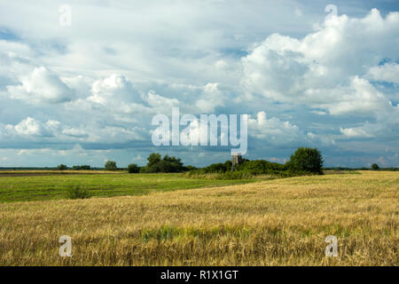 Bushes growing in a meadow, field and clouds in the sky Stock Photo