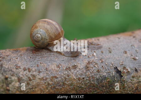 roman snail helix pomatia on branch Stock Photo