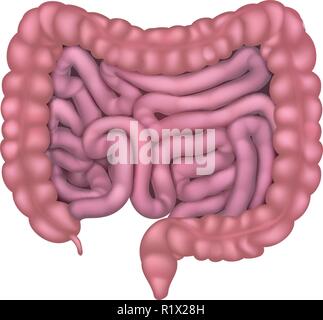 Intestines Gut Human Digestive System Stock Vector