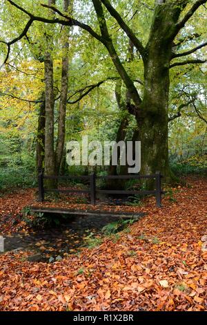 Walk through woodland in autumn over a small rustic wooden bridge Minwear Forest Canaston Woods Pembrokeshiew Wales Cymru UK GB Stock Photo