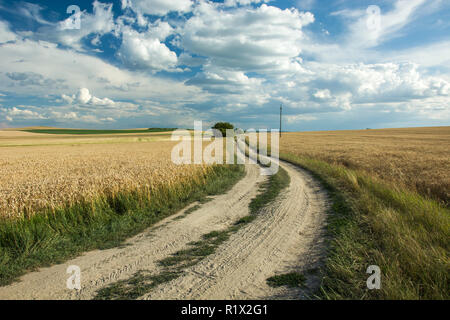 Dirt road through fields with grain, horizon and clouds in the sky Stock Photo