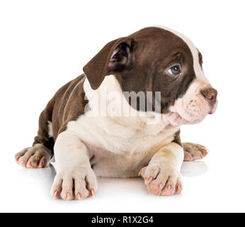 puppy american bully in front of white background Stock Photo