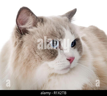 ragdoll cat in front of white background Stock Photo