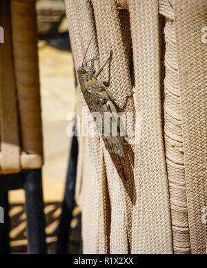 Giant grasshopper on the chair in Anantara Al Jabal Akhdar Resort. Located in the hilly The Jebel Akhdar. Al-Hajar Mountains in northeastern Oman. Stock Photo