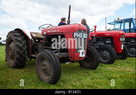 Classic Massey Ferguson 35 at tractor show at Ardarden, Helensburgh, Argyll, Scotland Stock Photo