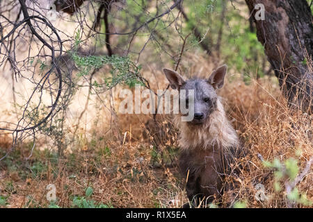 Brown Hyena ( Hyaena brunnea ), one adult front view, example of africa wildlife, Okonjima nature reserve, Namibia Africa Stock Photo