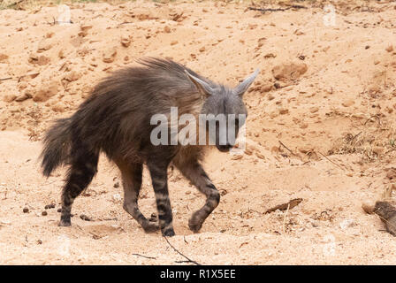 Brown Hyena ( Hyaena brunnea ), one adult side view, example of african wildlife, Okonjima nature reserve, Namibia Africa Stock Photo