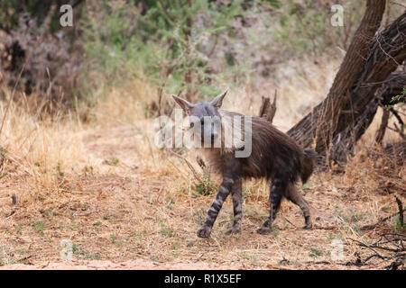 Brown Hyena ( Hyaena brunnea ), one adult side view, example of african wildlife, Okonjima nature reserve, Namibia Africa Stock Photo