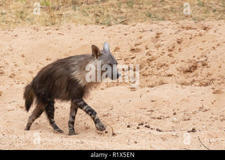 Brown Hyena ( Hyaena brunnea ), one adult side view, example of africa wildlife, Okonjima nature reserve, Namibia Africa Stock Photo