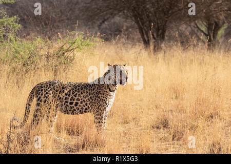 Africa leopard - one adult male leopard ( Panthera Pardus ), A collared leopard which can be tracked; Africat Foundation, Okonjima, Namibia Africa Stock Photo