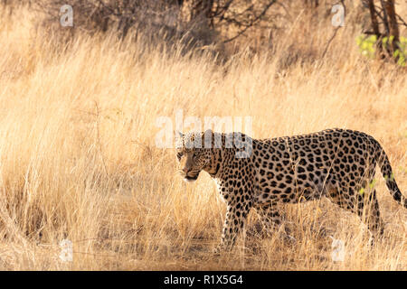 Leopard Panthera Pardus - adult male leopard walking in long grass, Okonjima nature reserve, Namibia Africa Stock Photo