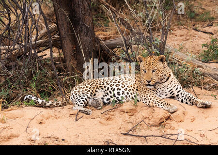 Africa leopard - one adult male leopard ( Panthera Pardus ), A collared leopard which can be tracked; Africat Foundation, Okonjima, Namibia Africa Stock Photo
