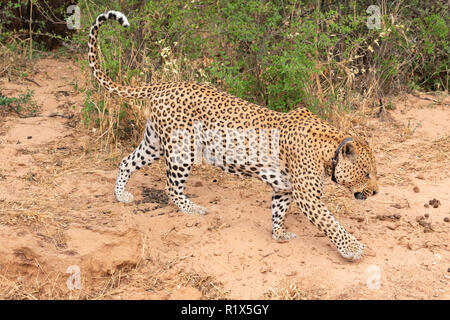 Africa Wildlife conservation  - leopard ( Panthera Pardus ), A collared leopard which can be tracked; Africat Foundation, Okonjima, Namibia Africa Stock Photo
