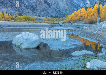 Mountain aspens in their peak fall foliage, with Rush Creek in foreground, June Lake Loop, Ca, USA Stock Photo