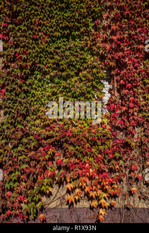 colorful overgrown house facade Stock Photo