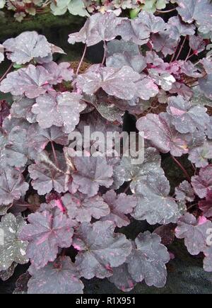 Heuchera Midnight Rose showing close up of dark purple leaves with pink spots .Use as ground cover or in mixed herbaceous .or shrub borders Stock Photo