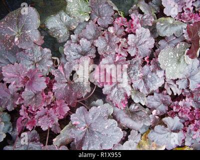Heuchera Midnight Rose showing close up of dark purple leaves with pink spots .Use as ground cover or in mixed herbaceous .or shrub borders Stock Photo