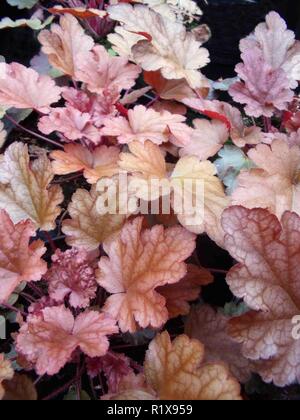 Heuchera Peach Flambe showing close up of Peach and Pink infused coloured leaves .Use as ground cover or in mixed herbaceous .or shrub borders Stock Photo