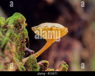 Tiny mushroom growing on a rotten tree log. Stock Photo