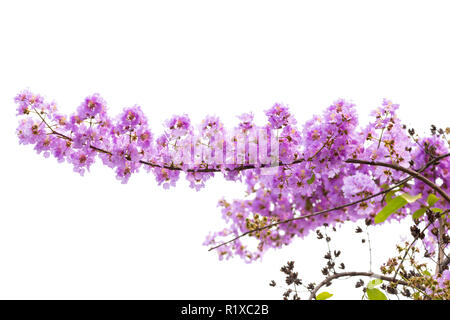 Lagerstroemia floribunda flower, also known as Thai crape myrtle and kedah bungor, is a species of flowering plant in the Lythraceae family. It is nat Stock Photo