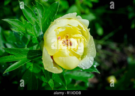 Blooming yellow peony 'Garden treasure' in the garden. Selective focus. Stock Photo