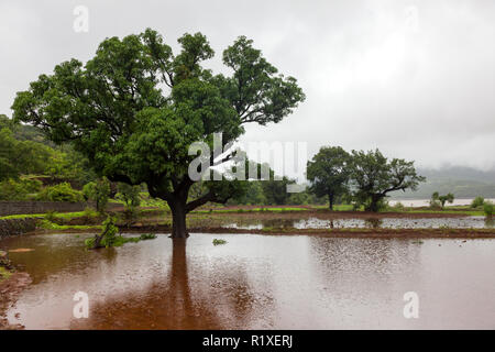 Monsoon landscapes around Tamhini Ghat and Mulshi Dam in western ghats of Pune, Maharashtra, India. Stock Photo