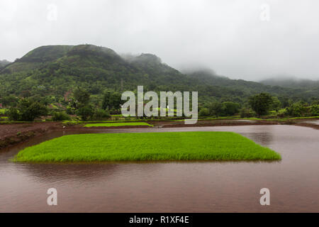 Monsoon landscapes around Tamhini Ghat and Mulshi Dam in western ghats of Pune, Maharashtra, India. Stock Photo