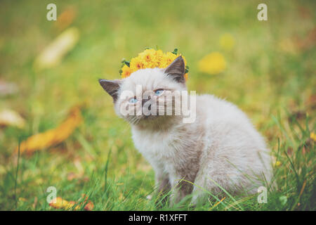 Portrait of a little siamese kitten sitting on the grass in autumn. Cat crowned with the flower wreath Stock Photo