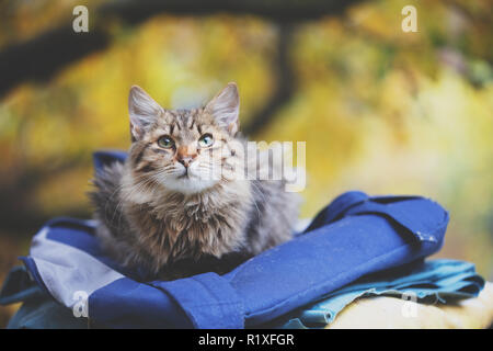Siberian cat sitting on a bag in the garden Stock Photo