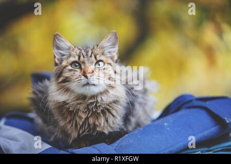 Siberian cat sitting on a bag in the garden Stock Photo