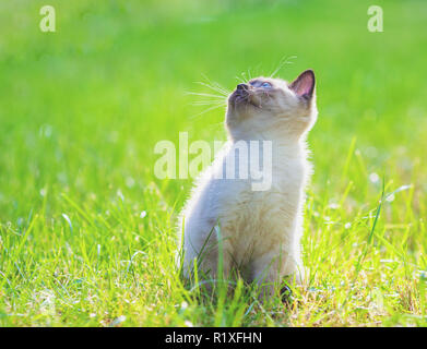 Cute little siamese kitten walking on the grass Stock Photo