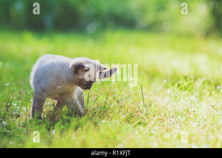 Cute little siamese kitten walking on the grass Stock Photo