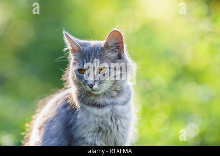 Siberian cat sitting in the garden in summer Stock Photo