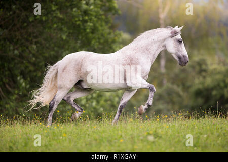 Pure Spanish Horse, Andalusian. Gray gelding trotting on a meadow. Germany Stock Photo