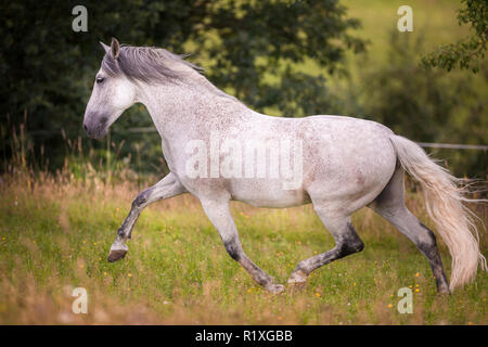 Pure Spanish Horse, Andalusian. Gray gelding trotting on a meadow. Germany Stock Photo