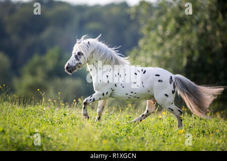 Shetland Pony. Miniature Appaloosa galloping on a meadow.Germany Stock Photo