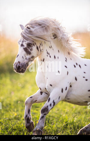 Shetland Pony. Miniature Appaloosa galloping on a meadow, portrait. Germany Stock Photo