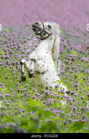 Shetland Pony. Miniature Appaloosa rearing in a field of flowering Lacy Phacelia. Germany Stock Photo